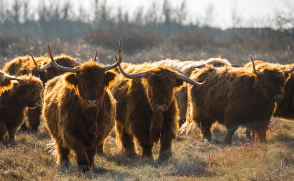 Troupeau de vaches highlands